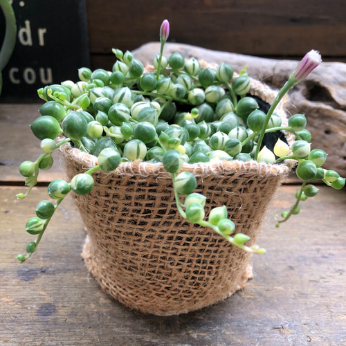 斑入りグリーンネックレス♡マーブル♡多肉植物♡垂れ下がり♡ アート