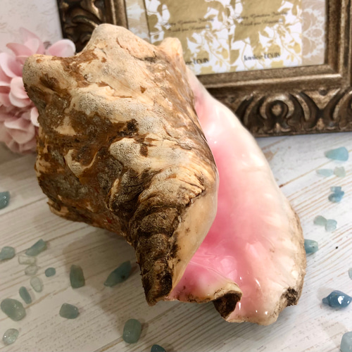 希少☆ クイーンコンクシェル置物 1050g☆極上の天然桃色巻貝《深い