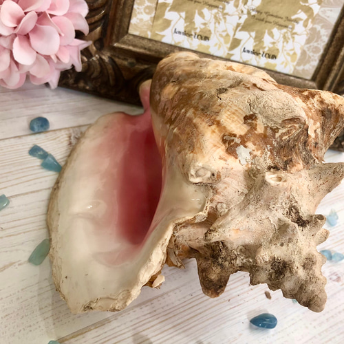 希少 コンク貝 ピンク貝 大型 約24cm クイーンコンク インテリア