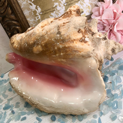 希少☆ クイーンコンクシェル置物 1050g☆極上の天然桃色巻貝《深い
