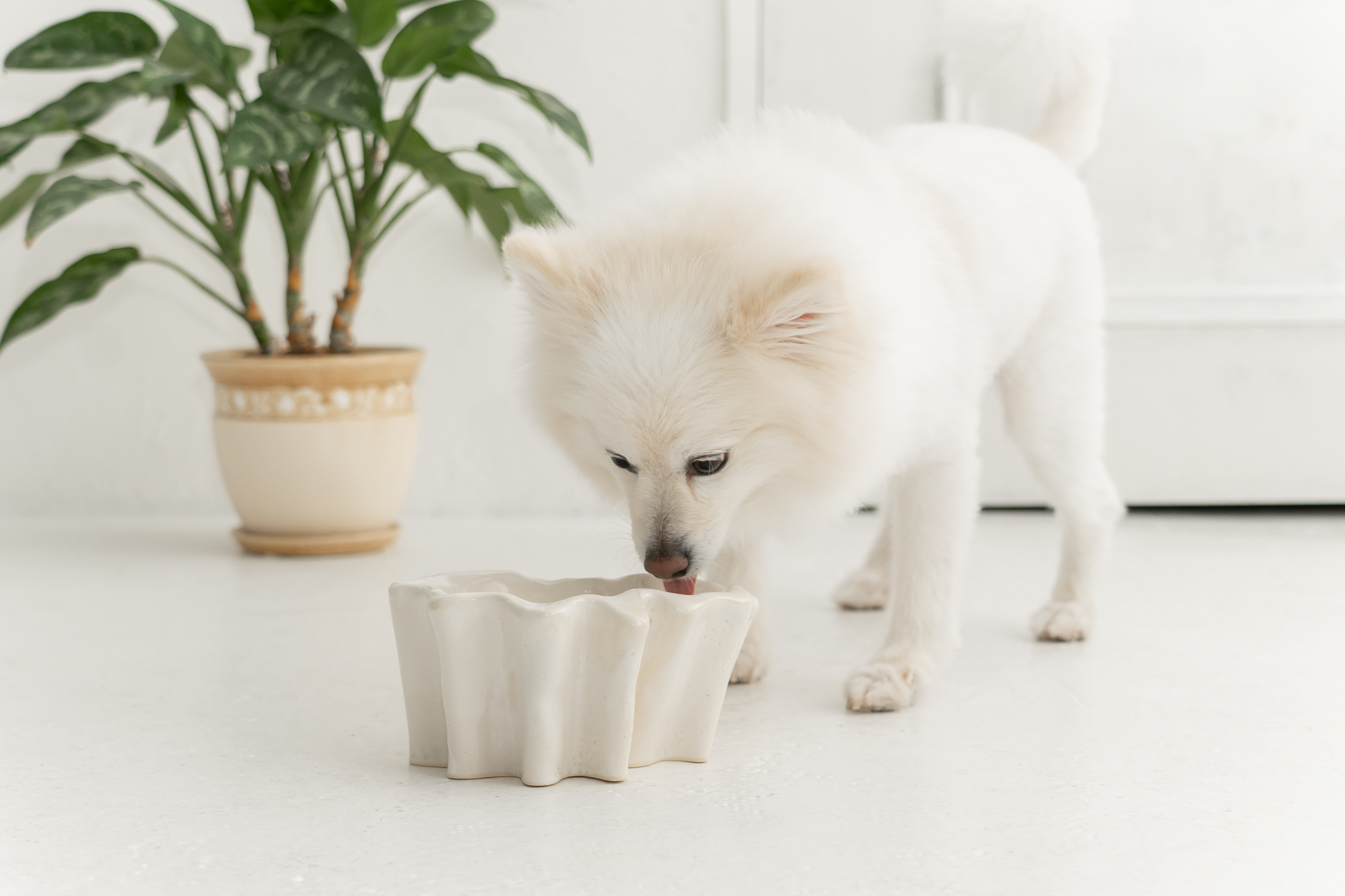 Ameba  ドッグフードボウル　ペットボウル　食器スタンド　小型犬　中型犬　猫