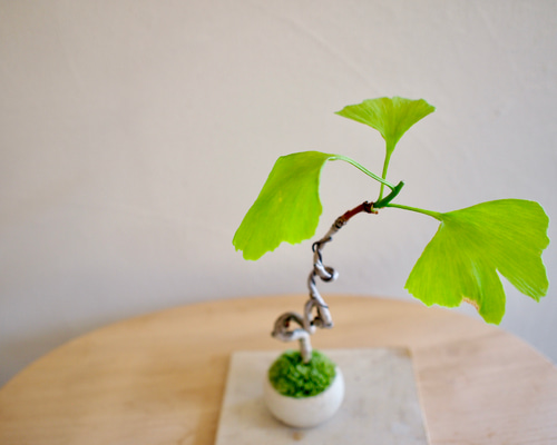 銀杏　イチョウ　秋夜　猫　5個セット 銀杏 イチョウ 秋夜 猫 5個セット 東京の銀杏並木を歩こう！黄金