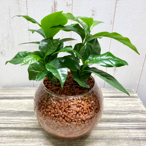 コーヒーの木 (大きいサイズ) ハイドロカルチャー 観葉植物