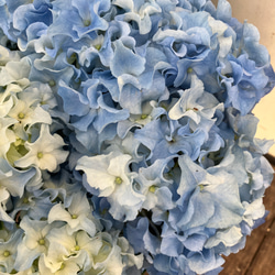 アジサイ「クレイジーテンシア」♪ハイドランジア♪紫陽花♪爽やかな