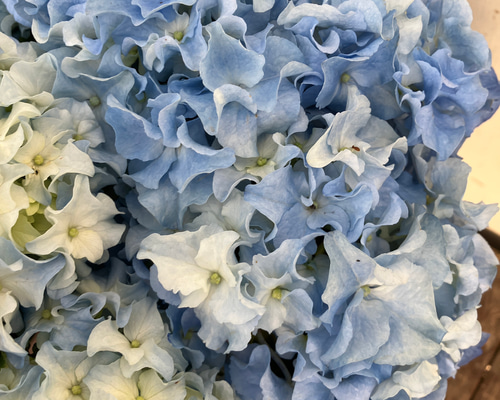 アジサイ「クレイジーテンシア」♪ハイドランジア♪紫陽花