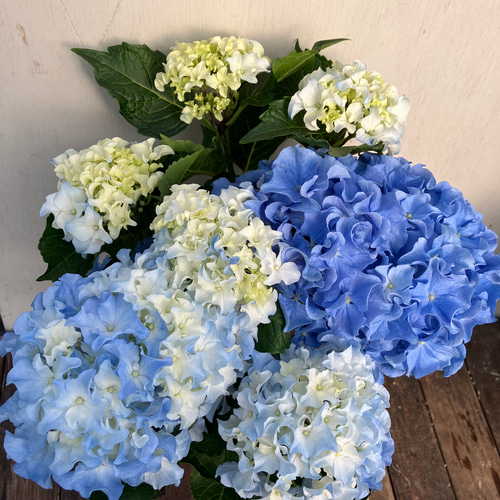 アジサイ「クレイジーテンシア」♪ハイドランジア♪紫陽花♪爽やかな