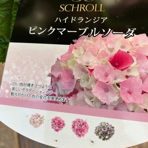 アジサイ「マーブルソーダ」♪ハイドランジア♪かわいい♪ アート