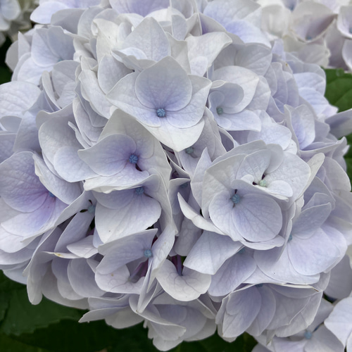 k*u様 アジサイ　8寸 シルクサファイア　紫陽花 ゆ*い様 アジサイ シルクサファイア 8寸 紫陽花 - メルカリ