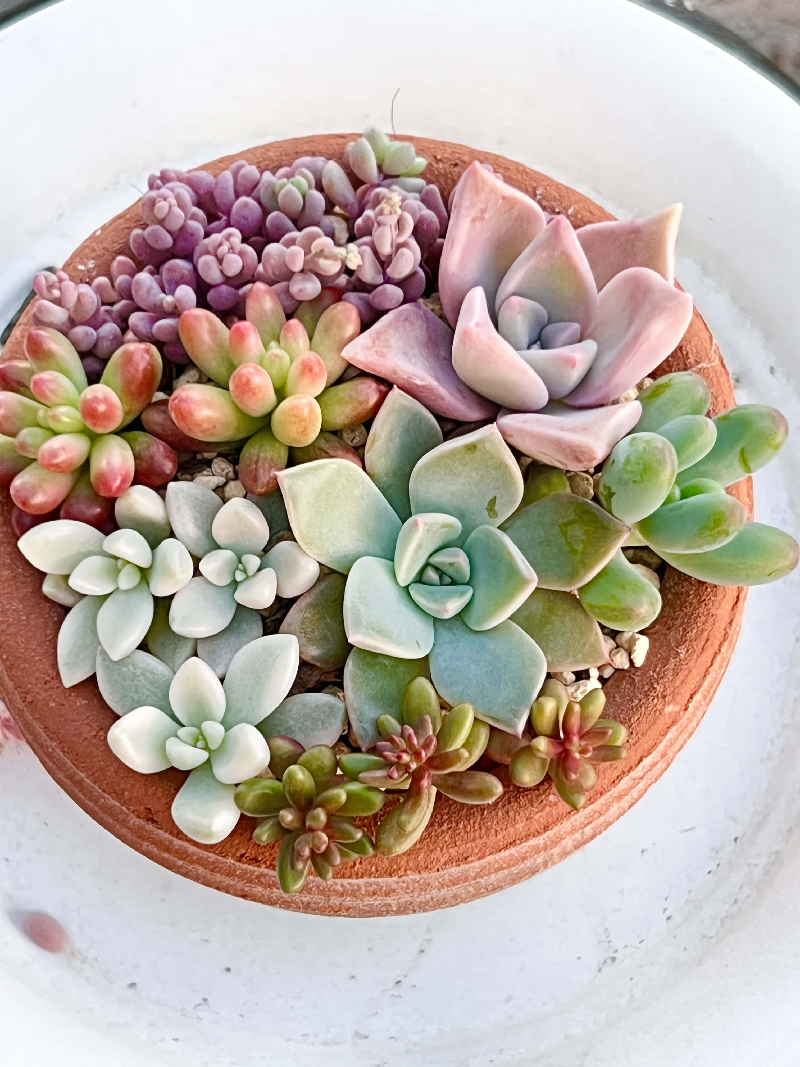 気まぐれ寄せ植え♡⃛鉢ごと＊多肉植物 多肉植物 ＊N＊ 通販