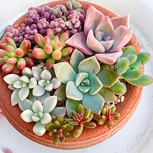 気まぐれ寄せ植え♡⃛鉢ごと＊多肉植物 多肉植物 ＊N＊ 通販