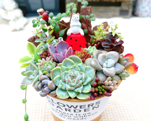 ❤️多肉植物❤️そのまま飾れる寄せ植え❤️スイカねこちゃん❤️ ❤️多肉植物❤️そのまま飾れる寄せ植え❤️スイカねこちゃん❤️