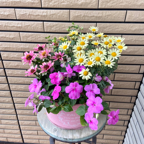 ピンクのブリキ鉢にピンクの明るい寄せ植え♪ オレガノケント