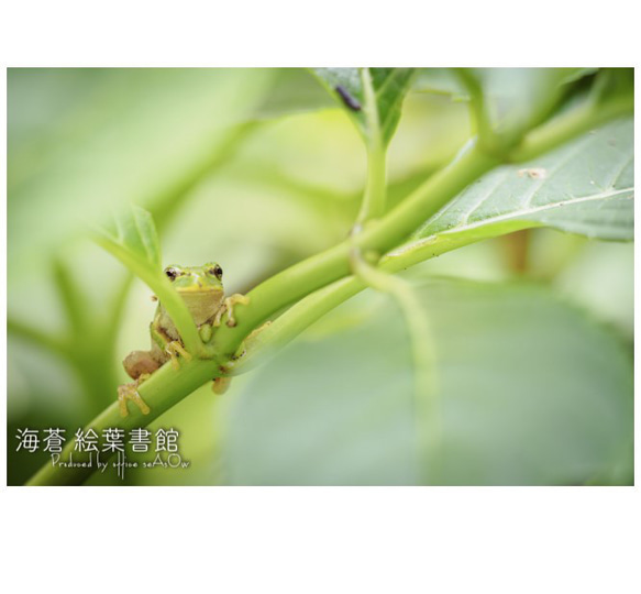 【A4フォト】アマガエルさん 1枚目の画像