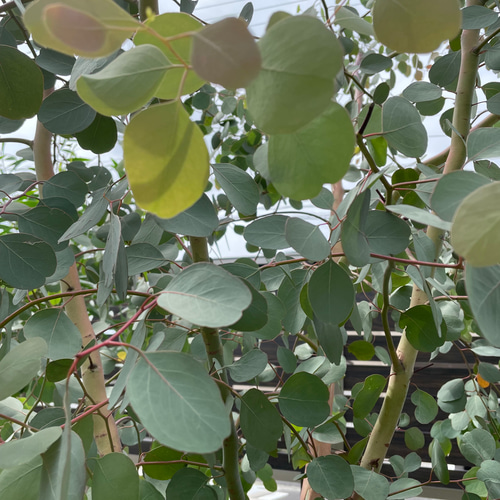 ユーカリポポラス✳︎A4サイズ箱いっぱい！✳︎フレッシュリーフ