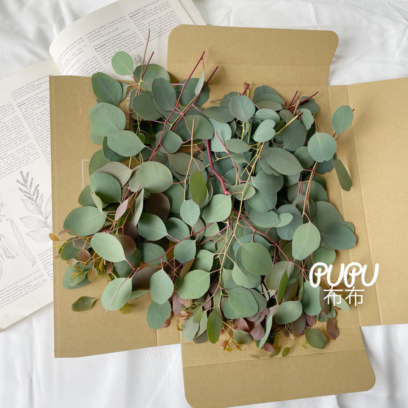 ユーカリポポラス✳︎A4サイズ箱いっぱい！✳︎フレッシュリーフ