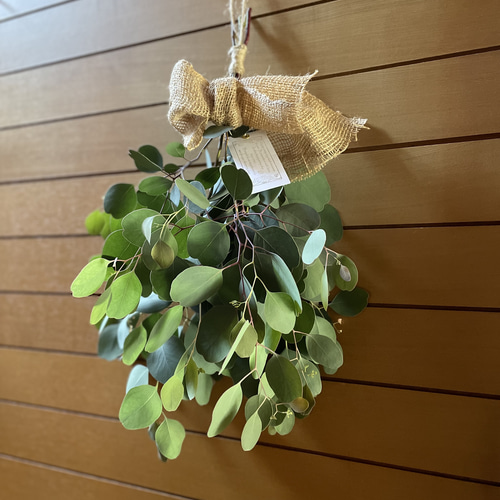 ユーカリポポラス✳︎A4サイズ箱いっぱい！✳︎フレッシュリーフ