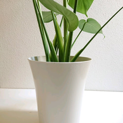●数量限定●　”モンステラ（約50㎝～）White鉢/受け皿セット”　観葉植物　人気　室内　おしゃれ　プレゼント　ギフト 5枚目の画像