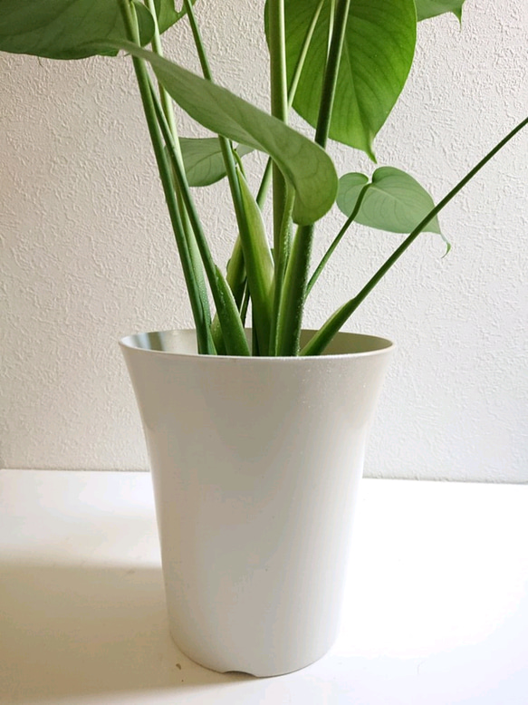 ●数量限定●　”モンステラ（約50㎝～）White鉢/受け皿セット”　観葉植物　人気　室内　おしゃれ　プレゼント　ギフト 5枚目の画像