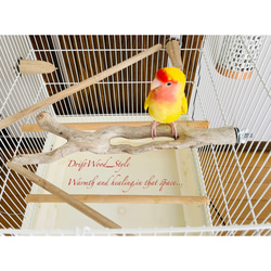 流木インテリア バードケージ用の天然流木の止まり木 鳥かご ケージ ニームパーチ インコ とまり台 N7 2枚目の画像