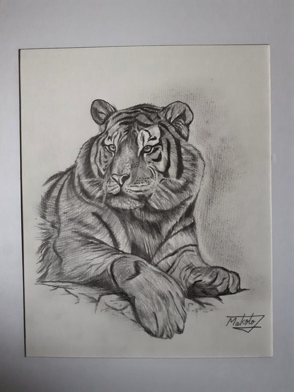 鉛筆画 タイガー 絵画 makochin 通販 16000252｜Creema(クリーマ)