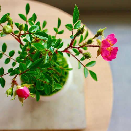 ノイバラ｜ミニ盆栽｜ピンクの花 | 落葉低木｜バラの香りします