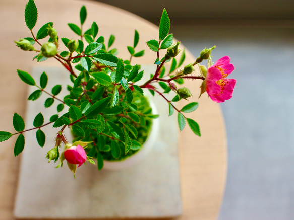 ノイバラ｜ミニ盆栽｜ピンクの花 | 落葉低木｜バラの香りします 8枚目の画像
