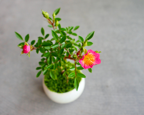 健康なピンクと黄色の花の盆栽