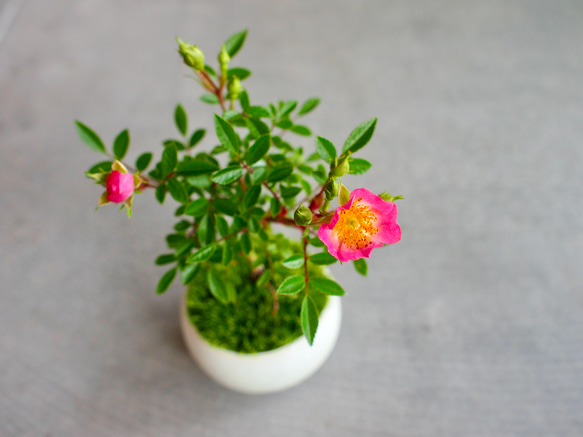ノイバラ|ミニ盆栽|ピンクの花 | 落葉低木|バラの香りします ノイバラ|ミニ盆栽|ピンクの花 | 落葉低木|バラの香りします