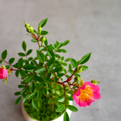 ノイバラ｜ミニ盆栽｜ピンクの花 | 落葉低木｜バラの香りします 11枚目の画像