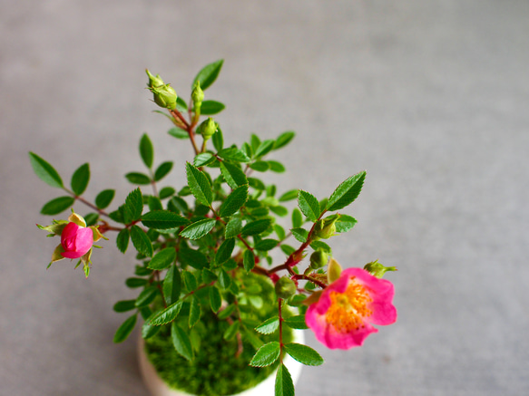 ノイバラ｜ミニ盆栽｜ピンクの花 | 落葉低木｜バラの香りします 11枚目の画像