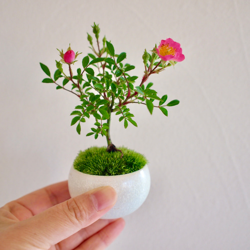 芸能人愛用 ノイバラ｜ミニ盆栽｜ピンクの花 | 落葉低木｜バラの香りします 盆栽