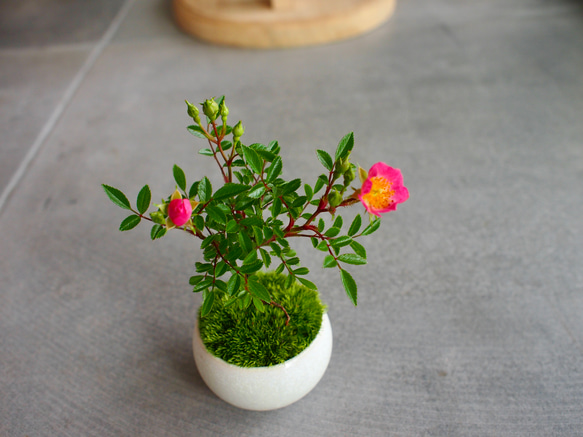 ノイバラ｜ミニ盆栽｜ピンクの花 | 落葉低木｜バラの香りします 10枚目の画像