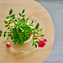 ノイバラ｜ミニ盆栽｜ピンクの花 | 落葉低木｜バラの香りします 5枚目の画像