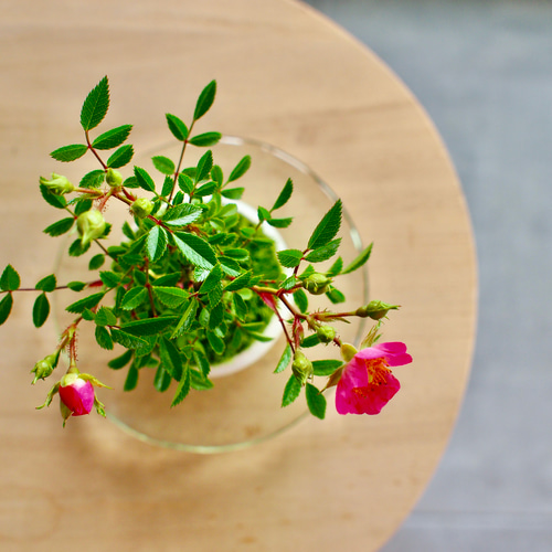 ノイバラ｜ミニ盆栽｜ピンクの花 | 落葉低木｜バラの香りします