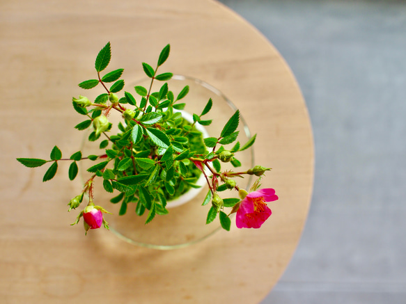 ノイバラ｜ミニ盆栽｜ピンクの花 | 落葉低木｜バラの香りします 5枚目の画像