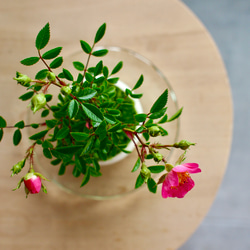 ノイバラ｜ミニ盆栽｜ピンクの花 | 落葉低木｜バラの香りします 14枚目の画像