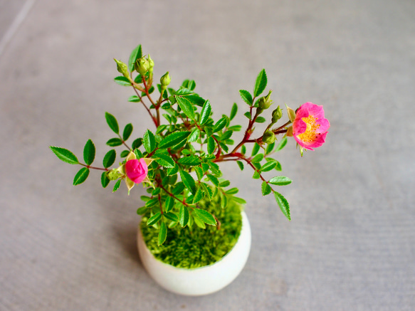 ノイバラ｜ミニ盆栽｜ピンクの花 | 落葉低木｜バラの香りします 6枚目の画像