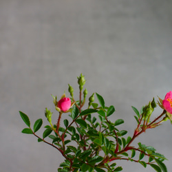 ノイバラ｜ミニ盆栽｜ピンクの花 | 落葉低木｜バラの香りします 12枚目の画像