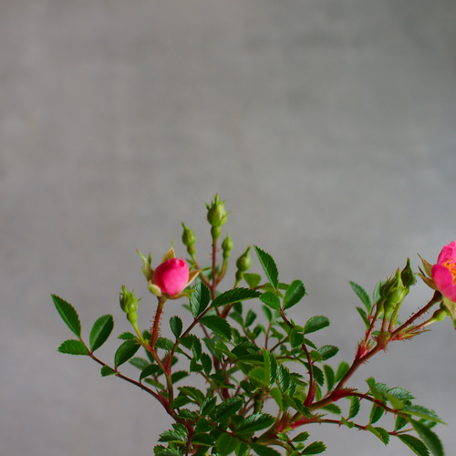 ノイバラ|ミニ盆栽|ピンクの花 | 落葉低木|バラの香りします ノイバラ|ミニ盆栽|ピンクの花 | 落葉低木|バラの香りします