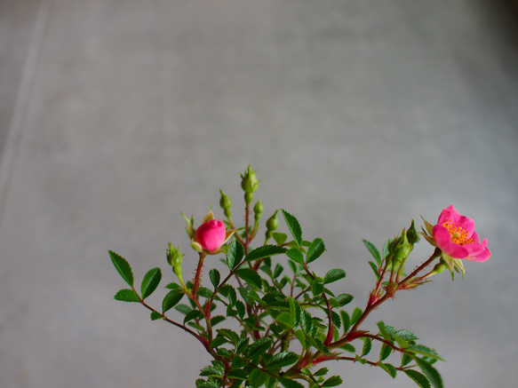 ノイバラ｜ミニ盆栽｜ピンクの花 | 落葉低木｜バラの香りします 12枚目の画像