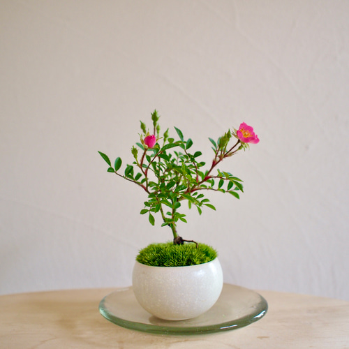 バラH（ばら・薔薇）花もの盆栽の販売と育て方・作り方