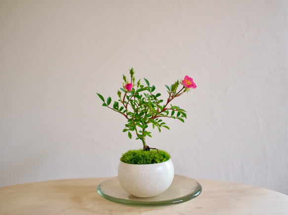 ノイバラ｜ミニ盆栽｜ピンクの花 | 落葉低木｜バラの香りします 3枚目の画像