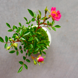 ノイバラ｜ミニ盆栽｜ピンクの花 | 落葉低木｜バラの香りします 9枚目の画像