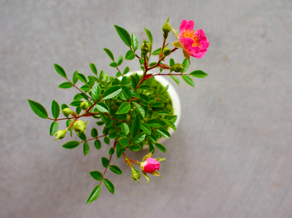 ノイバラ｜ミニ盆栽｜ピンクの花 | 落葉低木｜バラの香りします 9枚目の画像