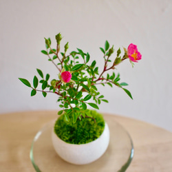 ノイバラ｜ミニ盆栽｜ピンクの花 | 落葉低木｜バラの香りします 2枚目の画像