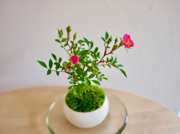 ノイバラ｜ミニ盆栽｜ピンクの花 | 落葉低木｜バラの香りします 2枚目の画像