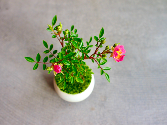 ノイバラ｜ミニ盆栽｜ピンクの花 | 落葉低木｜バラの香りします 7枚目の画像
