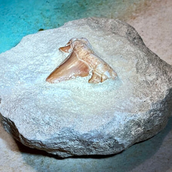 化石のペーパーウェイト 楽天市場】Lサイズ 【化石ペーパーウェイト】アンモナイト