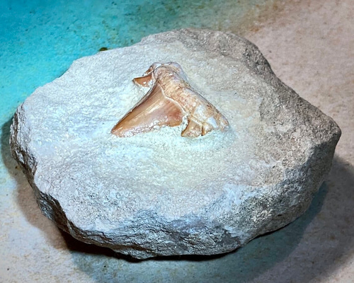 化石のペーパーウェイト 27de779058f8ecd5e70a4d441bb972