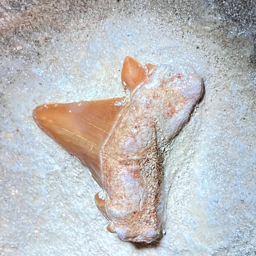 サメの歯✨ 化石 ペーパーウェイト 鮫 その他置物 東洋占星術師の娘